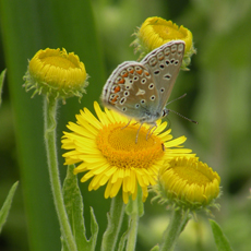 Wildflower Common Fleabane